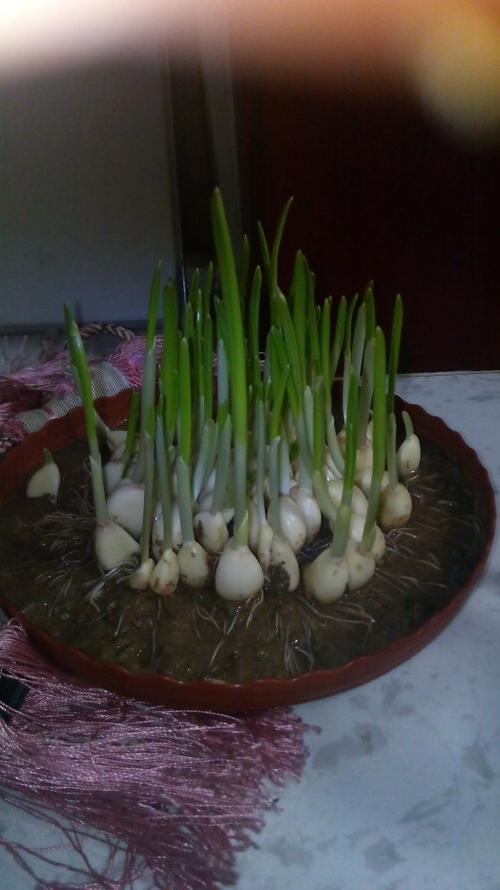 大蒜芽的观察日记