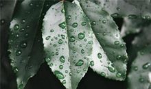 季羡林听雨读后感