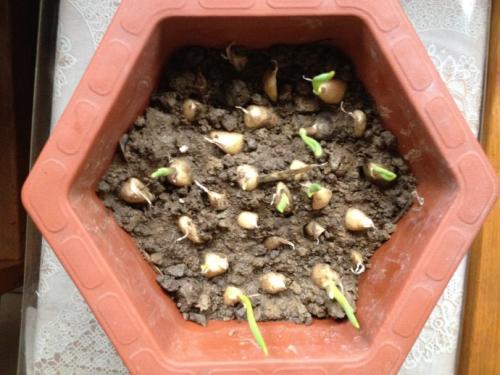 生长大蒜观察日记