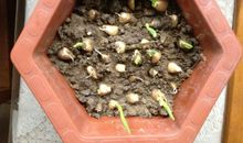 种大蒜观察日记