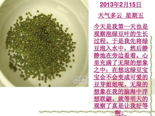 豆芽浸泡观察日记