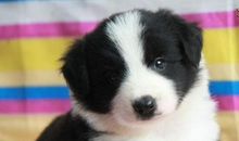 聪明的小狗作文500字