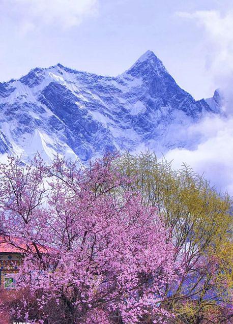 描述春天桃花的成分