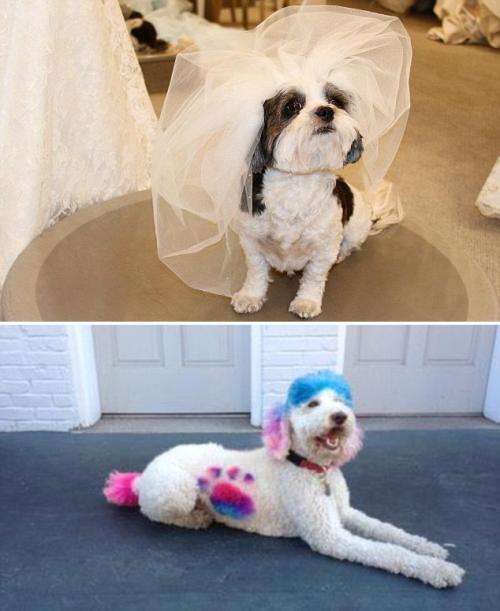 关于“美国动物”的思考