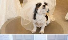 《美国动物》观后感