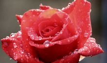 人间自有真情在