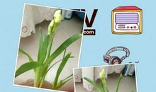 水仙花观察日记