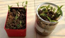 观察一种植物日记