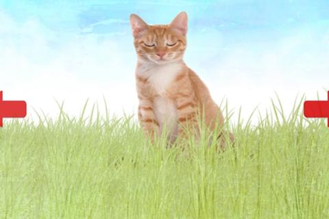 观察一只小动物