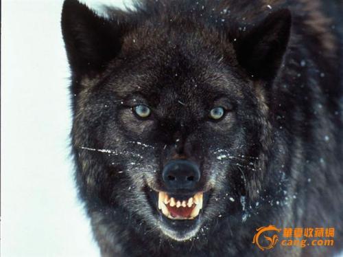 我眼中的狼组成