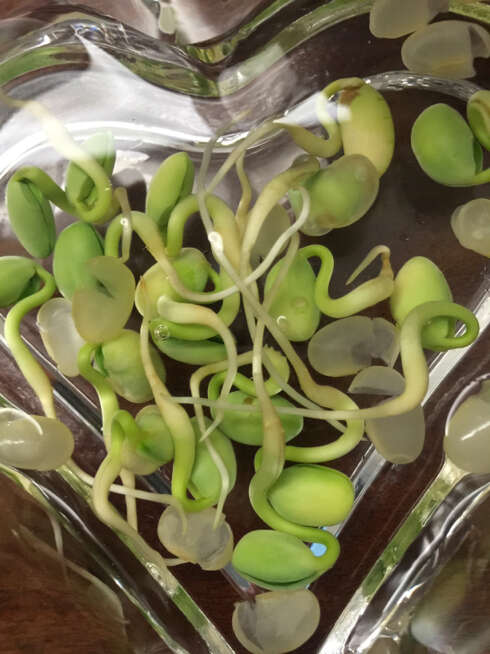 绿色植物观察日记