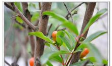 冬天里的一缕阳光作文800字