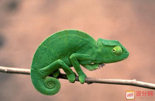 看完文章变色龙