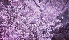 经典语句：繁华逝去，花落成冢