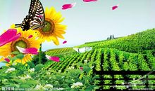 夏天的味道作文