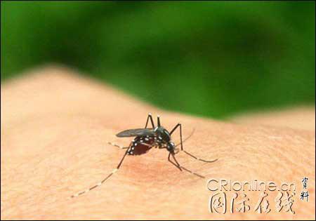 令人讨厌的蚊子组成