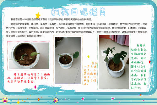 植物生长过程日记