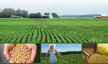 粮食战争读后感