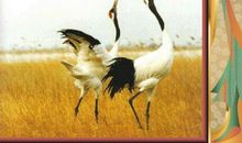 山米与白鹤读后感