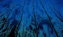 写自然景观的作文