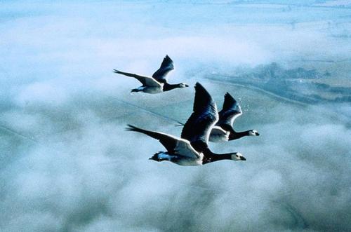 伯德对移民的印象