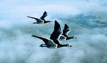 迁徙的鸟观后感