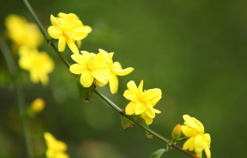 关于冬季茉莉花的成分