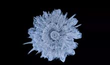 2014年高考满分作文上海卷：在自由和不自由之间游弋