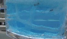 我发现了蚂蚁的秘密100字作文