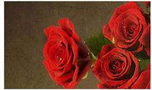 写玫瑰花的作文