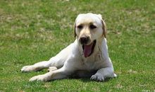 野性的呼唤读后感