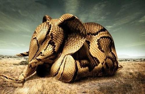 心脏不足,蛇吞下大象的成分