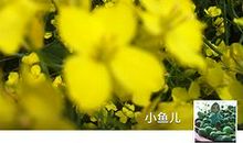 关于重阳节发朋友圈的说说