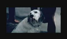 《白比姆黑耳朵》读后感