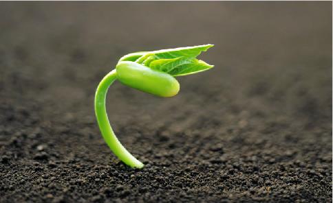 我学会了在风雨中坚强