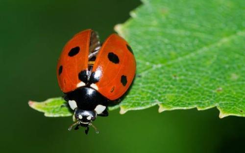 七星瓢虫组成400个单词