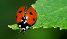 七星瓢虫作文400字