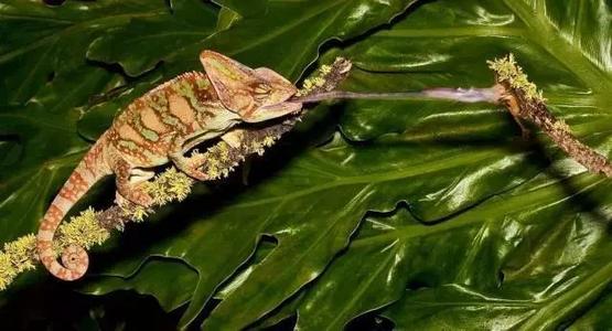 继续写变色龙200字