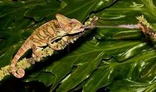 续写变色龙200字