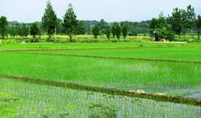 家乡秋天的田野作文