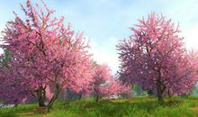 读《枯萎的桃花心木》有感