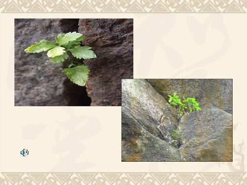 看完石头之间的生活