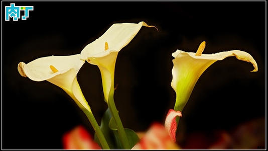 马蹄莲百合组成