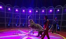 马戏团表演作文