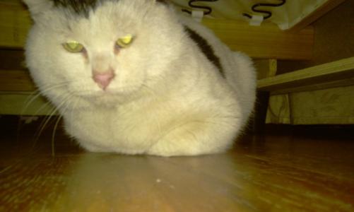 关于捕鼠的思考