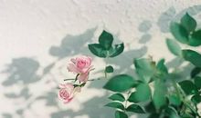 心语：痛苦可以不忘记，但一定要放下