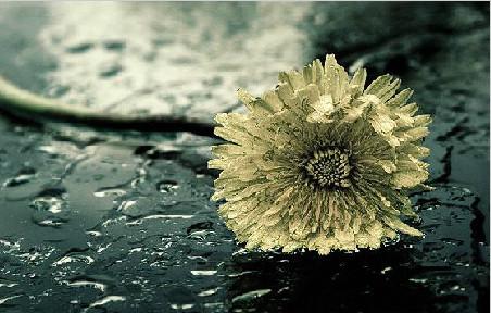 看完《草间世界,花菩提》后的感想