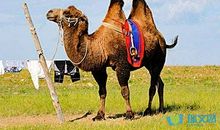 《寻宝小子》读后感