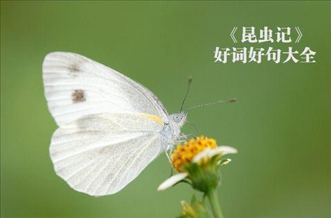 昆虫的奇妙世界-阅读“昆虫”后的思考