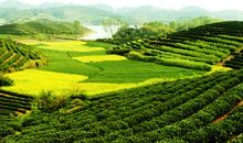 田园风光作文开头